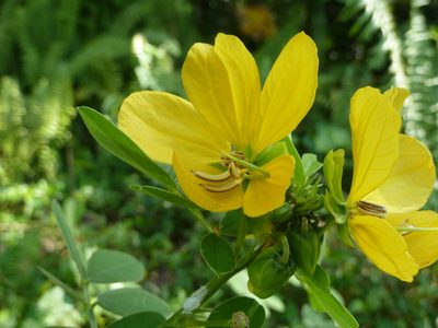 Senna cobanensis, photographed by Eduardo Chacón Madrigal