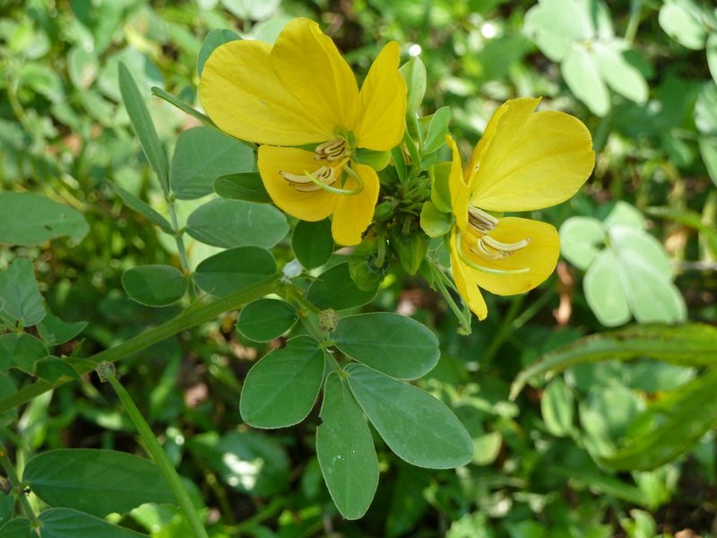 Senna cobanensis, photographed by Eduardo Chacón Madrigal