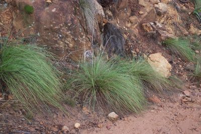 Tenaxia stricta, photographed by Tony Rebelo