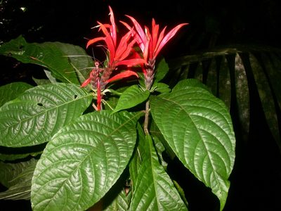 Aphelandra golfodulcensis, photographed by Eduardo Chacón Madrigal