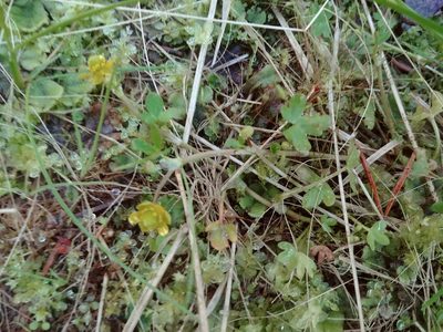 Ranunculus hyperboreus, photographed by Syd Cannings