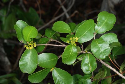 Reynosia septentrionalis, photographed by Douglas Goldman