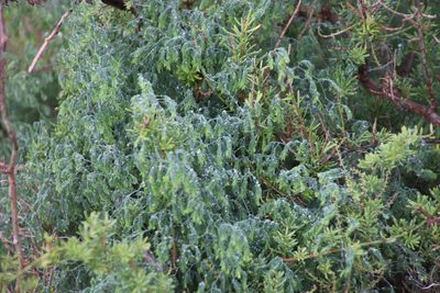 Asparagus declinatus, photographed by Tony Rebelo