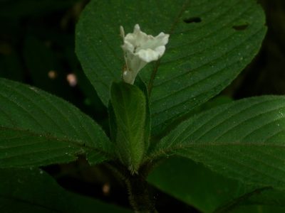 Ruellia leonardiana, photographed by Eduardo Chacón Madrigal