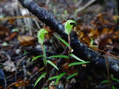 Pterostylis brumalis, photographed by Jacqui Geux
