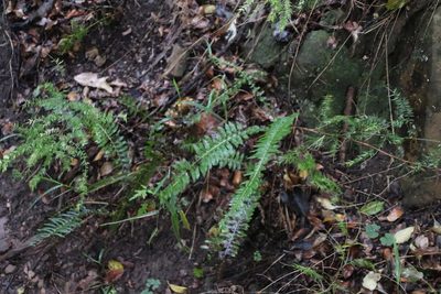 Blechnum australe, photographed by Tony Rebelo