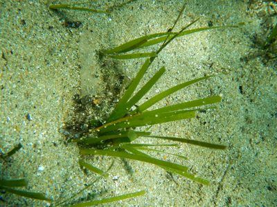 Cymodocea nodosa, photographed by Chris Taklis