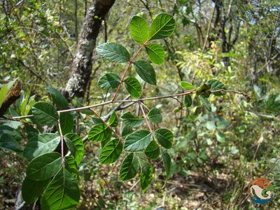 Rhus terebinthifolia, photographed by Eugenio Padilla