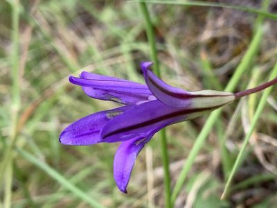 Brodiaea coronaria, photographed by davidbroadland