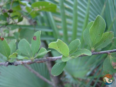 Wimmeria microphylla, photographed by Eugenio Padilla