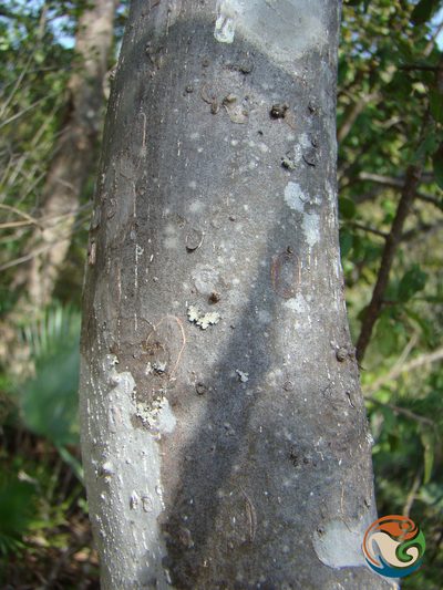 Wimmeria microphylla, photographed by Eugenio Padilla