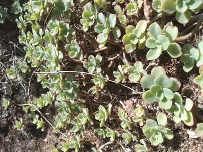Sedum palmeri, photographed by Alberto Wong