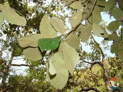 Quercus calophylla, photographed by Eugenio Padilla