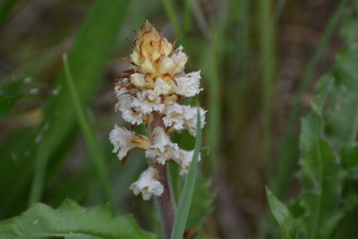 Orobanche picridis, photographed by Eric Verna