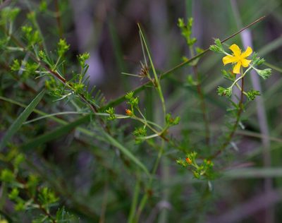 Hypericum brachyphyllum, photographed by Jessica