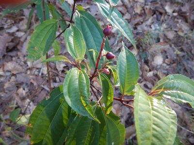 Miconia mexicana, photographed by Jonathan Rodriguez