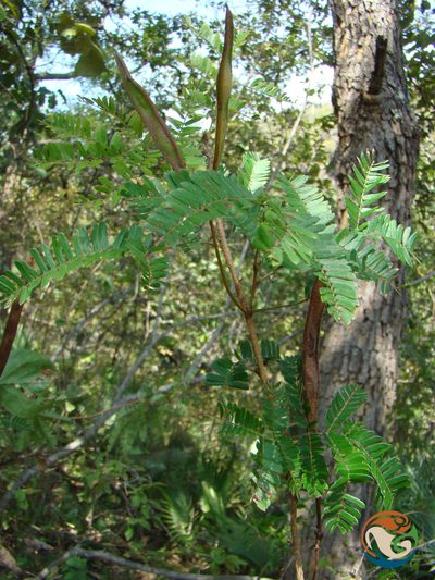 Calliandra hirsuta, photographed by Eugenio Padilla