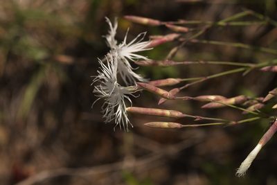 Dianthus arenarius, photographed by Вячеслав Юсупов