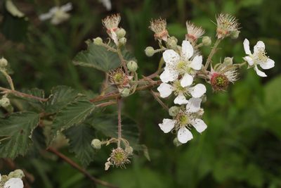 Rubus lindleyanus, photographed by Stephen James McWilliam