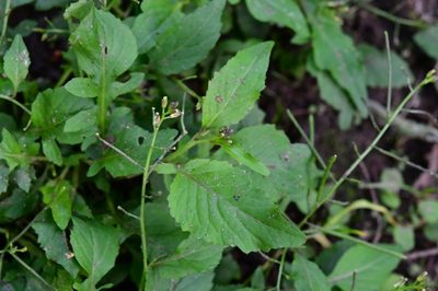 Rorippa dubia, photographed by Neptalí Ramírez Marcial