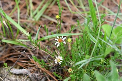 Symphyotrichum bullatum, photographed by Neptalí Ramírez Marcial