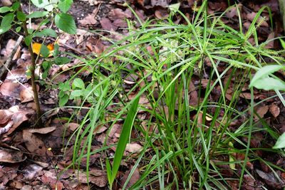Cyperus hermaphroditus, photographed by Neptalí Ramírez Marcial