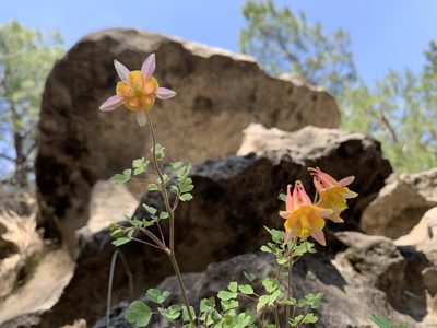Aquilegia desertorum, photographed by Kenzie Anderson-Bell
