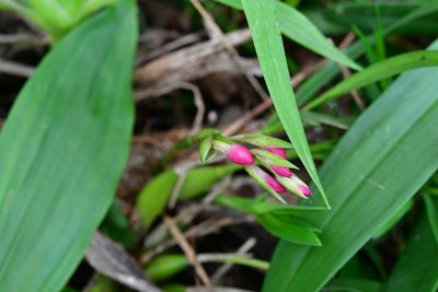 Coelia guatemalensis, photographed by Neptalí Ramírez Marcial