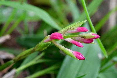Coelia guatemalensis, photographed by Neptalí Ramírez Marcial