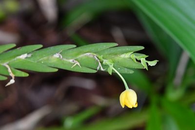 Lockhartia oerstedii, photographed by Neptalí Ramírez Marcial
