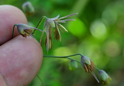 Thalictrum guatemalense, photographed by Neptalí Ramírez Marcial