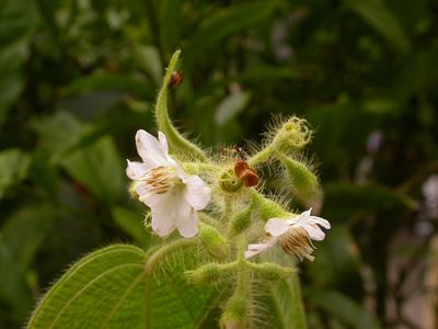 Miconia octona, photographed by Eduardo Chacón Madrigal