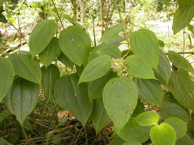 Miconia octona, photographed by Eduardo Chacón Madrigal