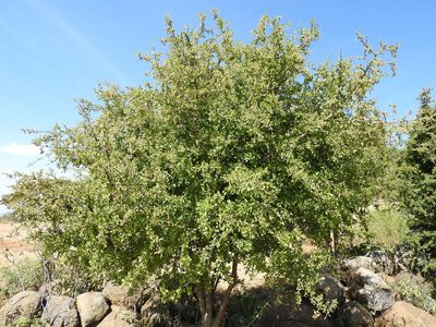Condalia velutina, photographed by Oscar Alejandro Morales Juárez