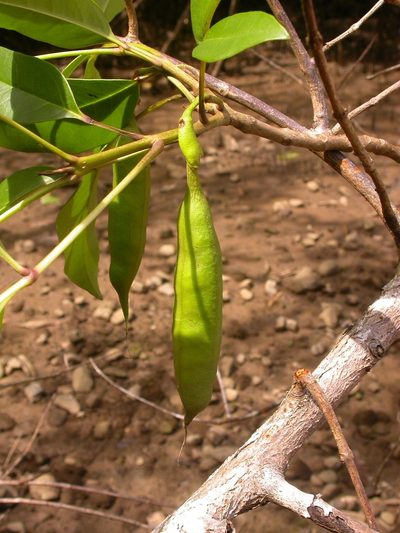 Tabebuia palustris, photographed by Eduardo Chacón Madrigal