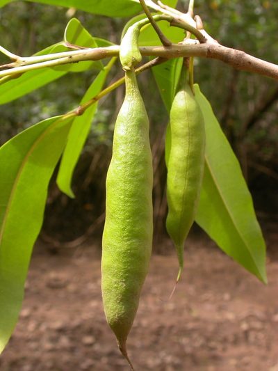 Tabebuia palustris, photographed by Eduardo Chacón Madrigal