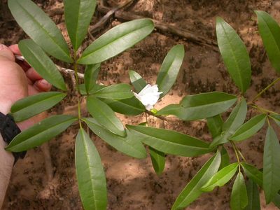 Tabebuia palustris, photographed by Eduardo Chacón Madrigal