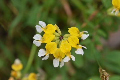 Hosackia pinnata, photographed by Braden J. Judson