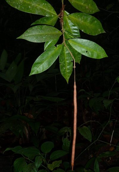 Morisonia isthmensis, photographed by Eduardo Chacón Madrigal