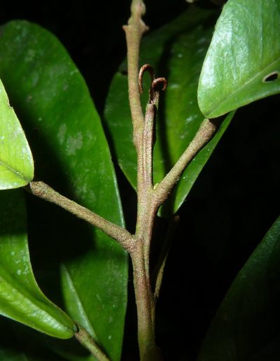 Morisonia isthmensis, photographed by Eduardo Chacón Madrigal
