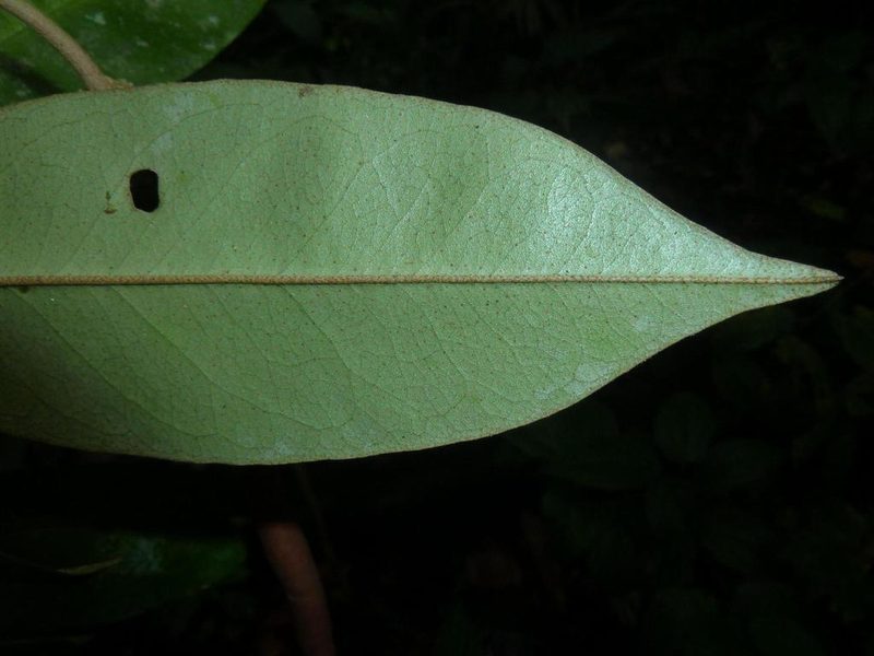 Morisonia isthmensis, photographed by Eduardo Chacón Madrigal