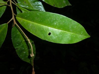 Morisonia isthmensis, photographed by Eduardo Chacón Madrigal