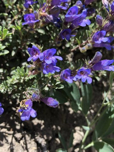 Penstemon caespitosus, photographed by Jocelyn Sanchez