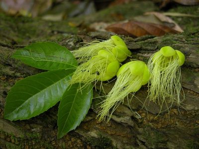 Caryocar costaricense, photographed by Eduardo Chacón Madrigal