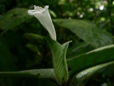 Ruellia leonardiana, photographed by Eduardo Chacón Madrigal