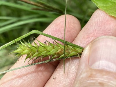 Carex bullata, photographed by Alan Weakley