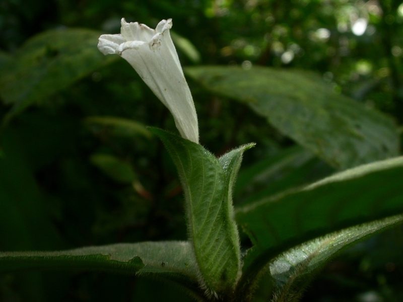 Ruellia leonardiana, photographed by Eduardo Chacón Madrigal