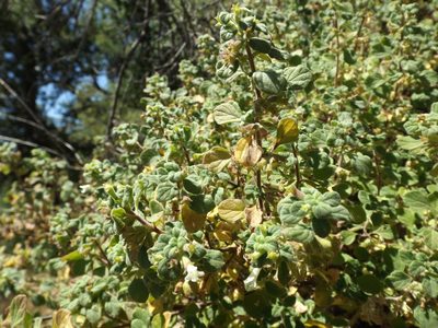 Clinopodium chandleri, photographed by Amy