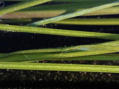 Trichophorum clintonii, photographed by Allan Harris