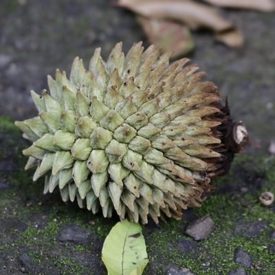 Annona purpurea, photographed by Aitor